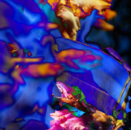 Floralicious art: by guy g