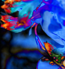 Floralicious art: by guy g