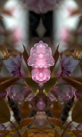 Floralicious art: by guy g