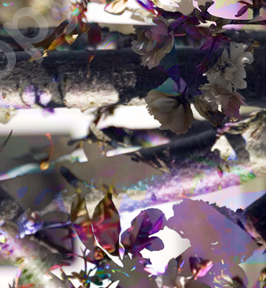 Floralicious art: by guy g