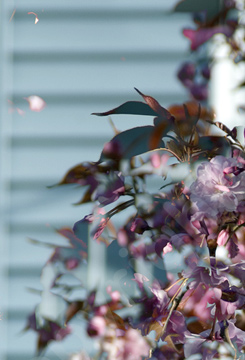 Floralicious art: by guy g