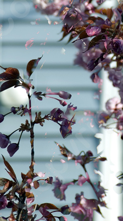 Floralicious art: by guy g