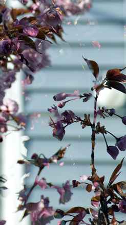 Floralicious art: by guy g