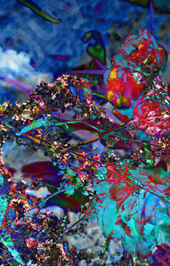 Floralicious art: by guy g