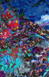 Floralicious art: by guy g