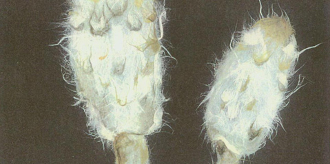 Japanese washi paper art by Kyoko Niikuni