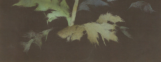 Japanese washi paper art by Kyoko Niikuni